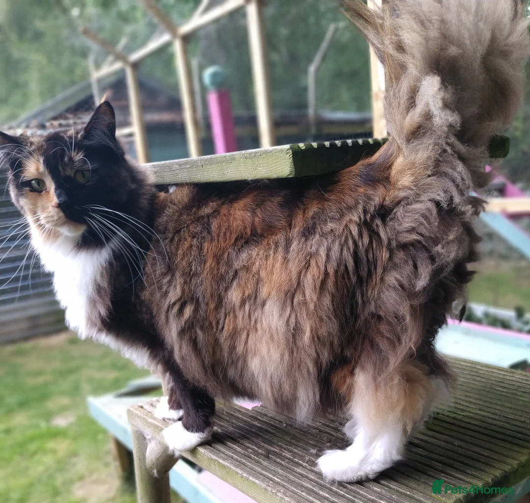 Maine Coon cats for sale: Beautiful pedigree Maine Coon for sale  - Advert 2