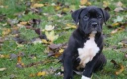 Presa Canario dogs for sale: Presa canario puppies (recognised breeder) - Image 18