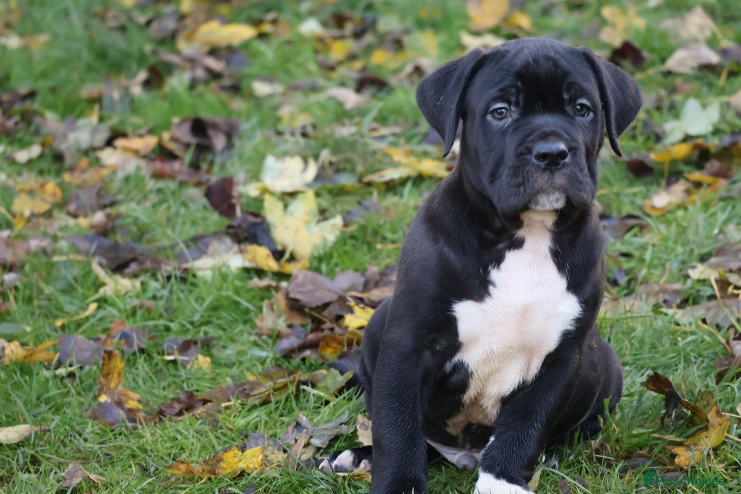 Presa Canario dogs for sale: Presa canario puppies (recognised breeder) - Image 18