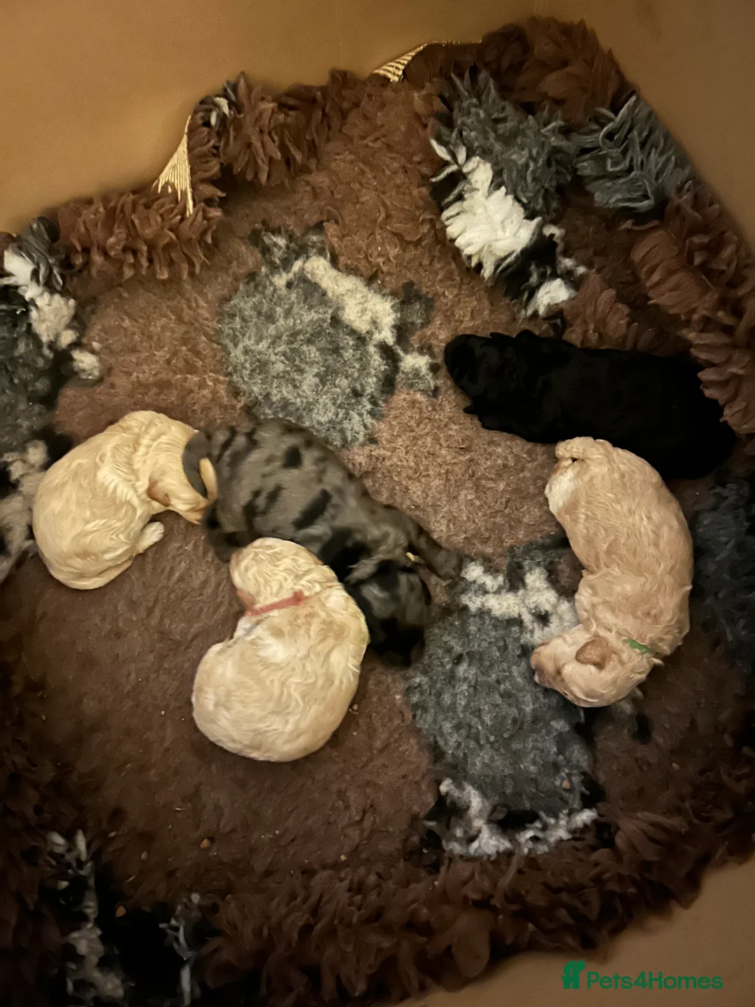 Maltipoo dogs for sale: Gorgeous maltipoo puppies  - Advert 3