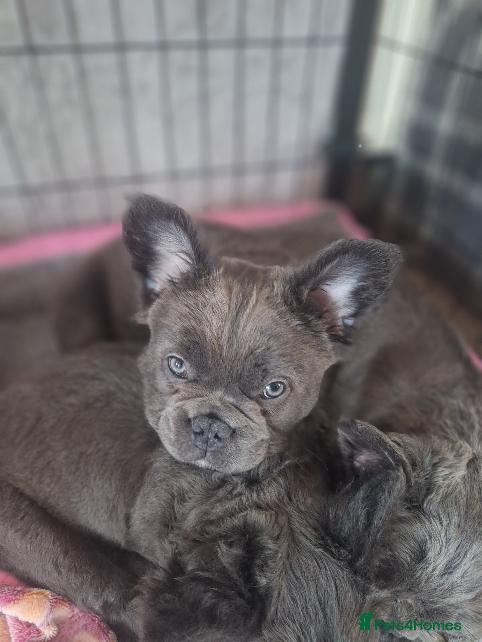 French Bulldog dogs Fluffy French Bulldog Puppies - Advert 10