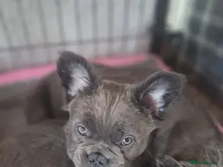 French Bulldog dogs Fluffy French Bulldog Puppies - Advert 10