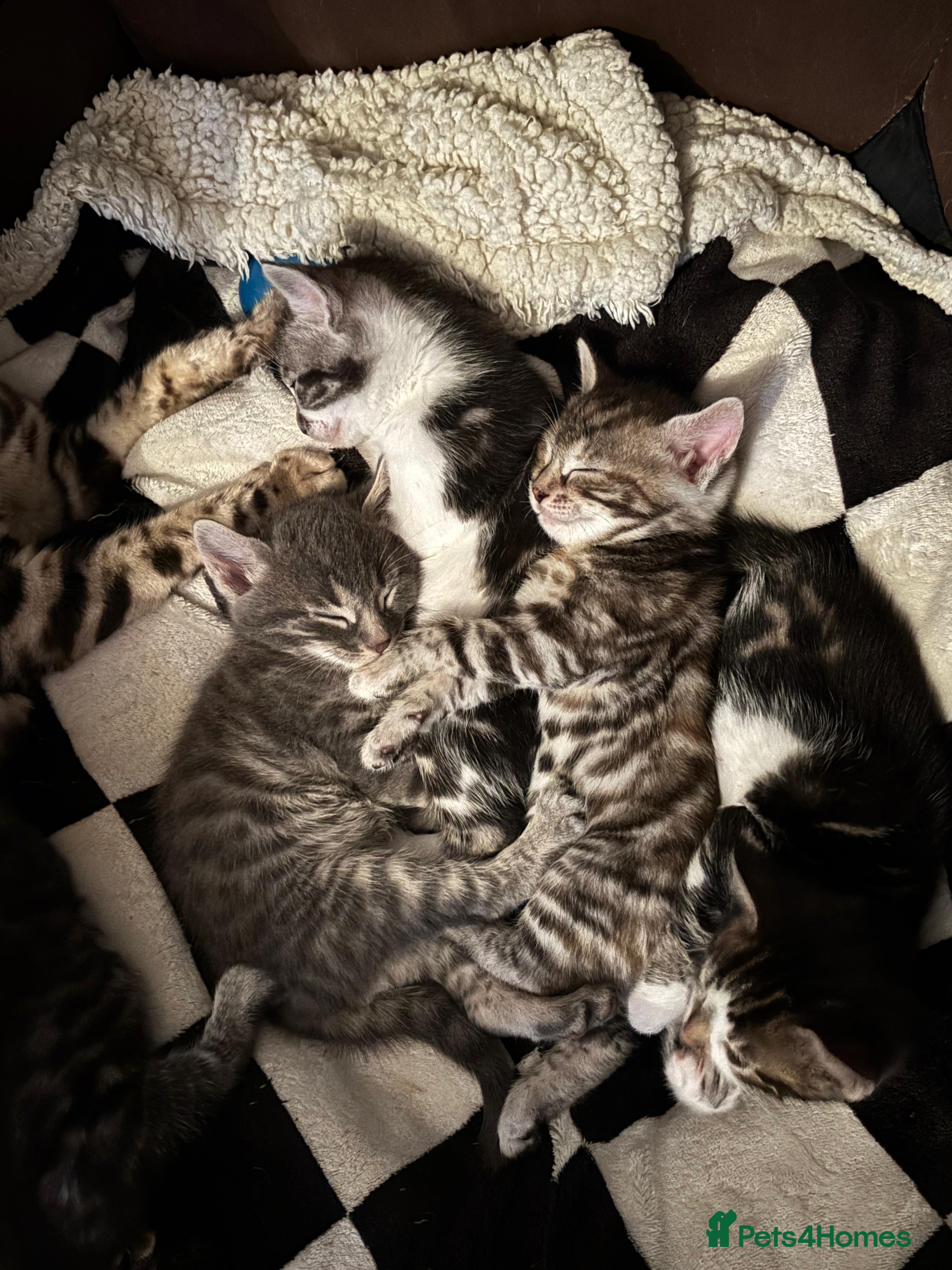 Bengal cats Reduced Price Half Bengal Kitten - Advert 17