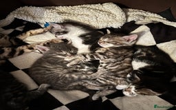 Bengal cats for sale: Half Bengal Kittens - Image 19