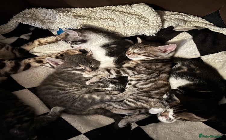 Bengal cats Half Bengal Kittens - Advert 4