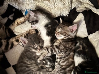 Bengal cats Half Bengal Kittens - Advert 7