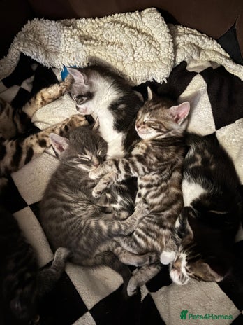 Bengal cats Half Bengal Kittens - Advert 4