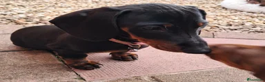 Dachshund 6