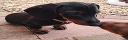 Dachshund dogs for sale: Beautiful Mini Dachshund Puppies - Advert 13