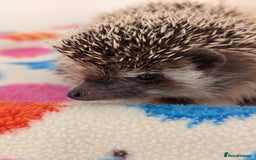 Pygmy Hedgehog rodents for sale: Lovely Male Hedgehog/ Ready Now - Image 2