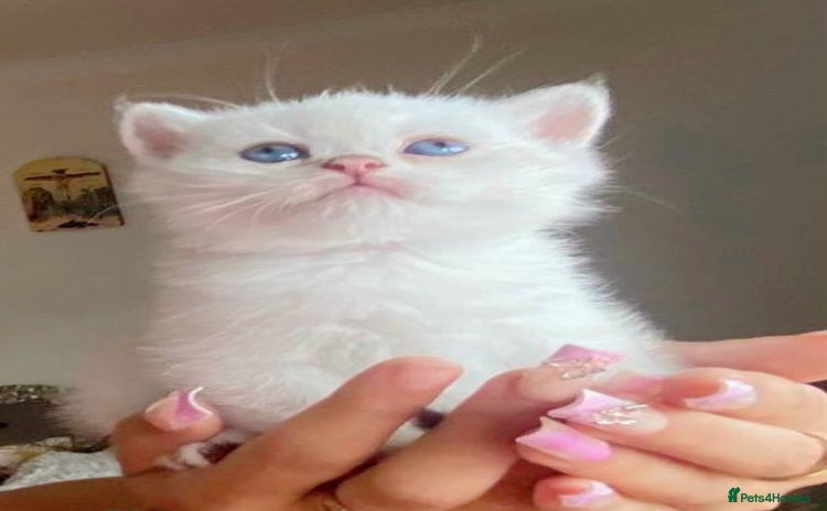 British Shorthair cats British shorthair chocolate and silver pointed  - Advert 4