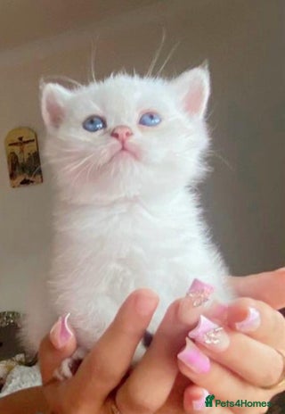 British Shorthair cats British shorthair chocolate and silver pointed - Advert 3