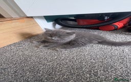 British Longhair cats for sale: British longhair ready for home in Watford - Image 9
