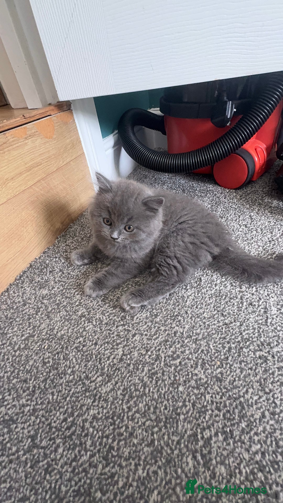 British Longhair cats for sale: British longhair ready for home in Watford - Image 9