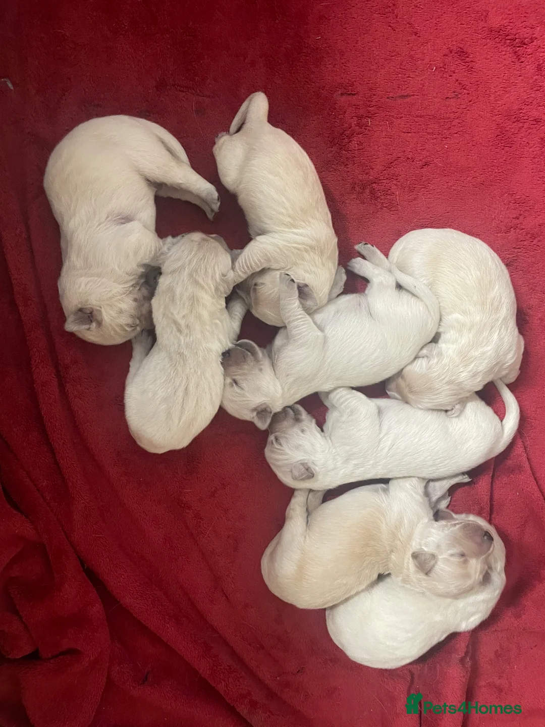 Golden Retriever dogs for sale: Golden retriever puppies  in Banbridge - Advert 5