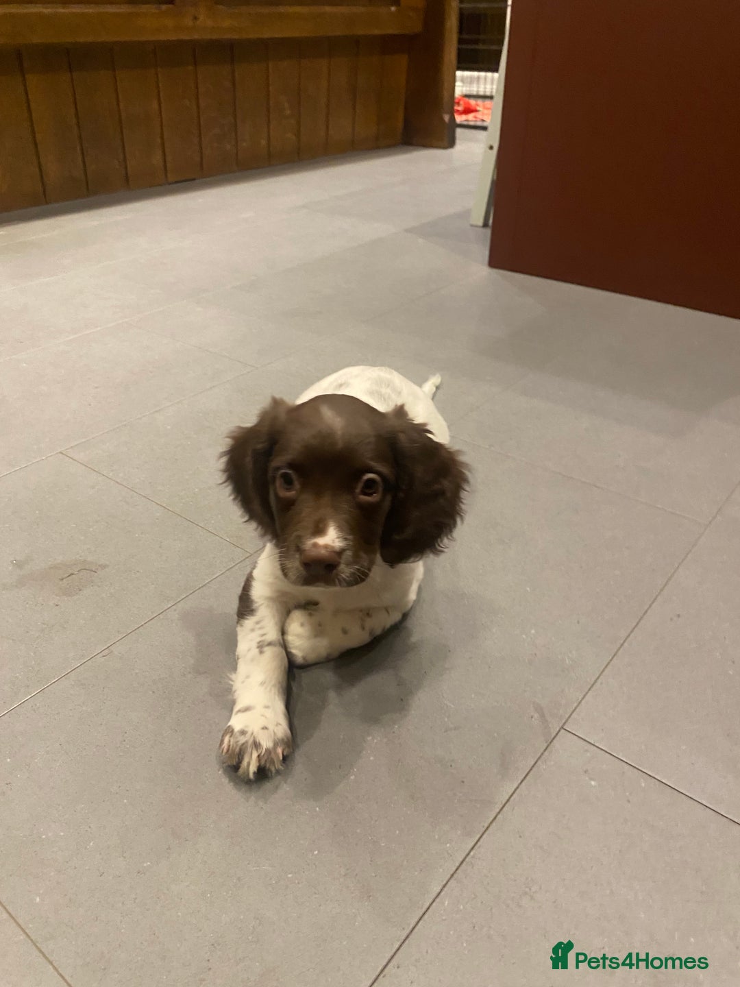 English Springer Spaniel dogs for sale: KC Registered English Springer Spaniel Female Pups - Advert 2