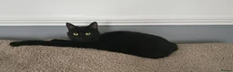 Mixed Breed cats for sale: Beautiful black cat - Advert 2
