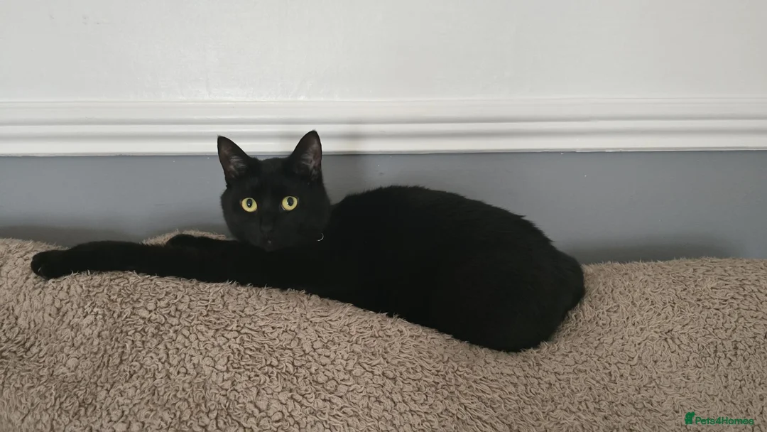 Mixed Breed cats for sale: Beautiful black cat - Advert 2