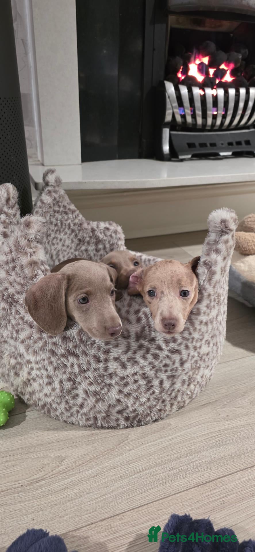 Miniature Dachshund dogs Pedigree Miniature Dachshund AVAILABLE to leave - Advert 2