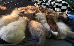 Ragdoll cats for sale: 2 beautiful ragdolls left  - Image 5