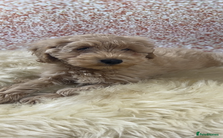 Schnoodle dogs - Advert 9