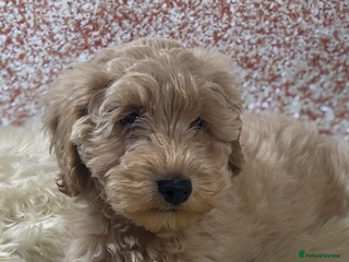Schnoodle dogs - Advert 4