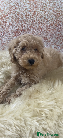 Schnoodle dogs - Advert 3