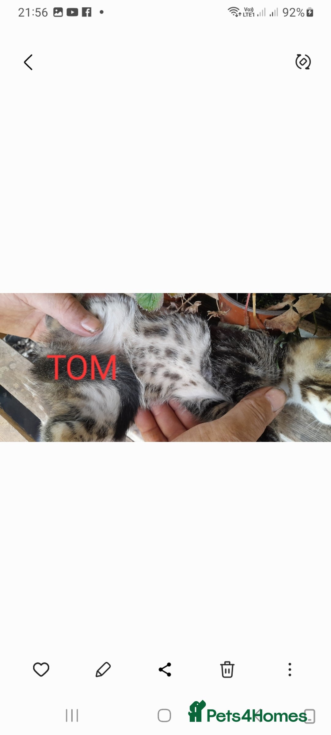 Mixed Breed cats for sale: Beautiful farm kittens  - Image 4