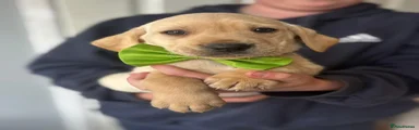Green Collar Male