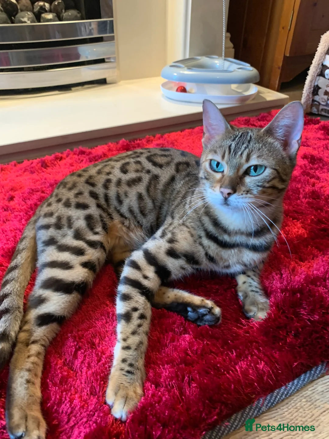 Gallery Image {{count}}