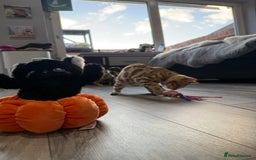 Bengal cats for sale: Stunning TICA 5 Generation Pedigree Kittens - Image 11