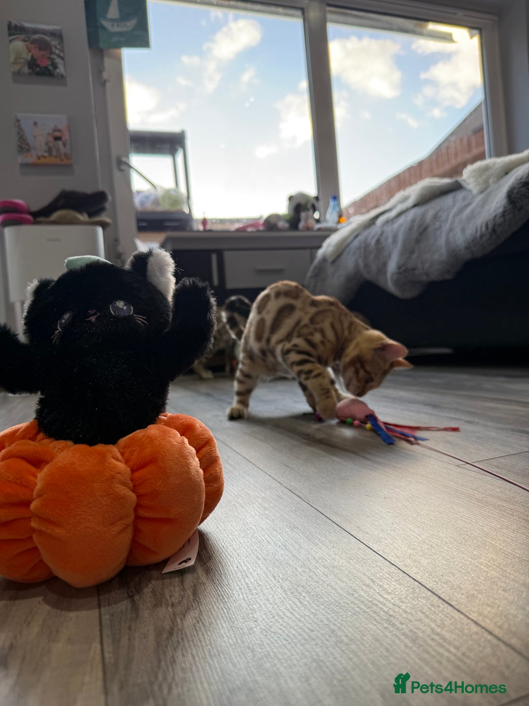 Bengal cats for sale: Stunning TICA 5 Generation Pedigree Kittens - Image 11