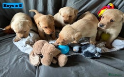Labrador Retriever dogs for sale: 🐶 8 Gorgeous KC Labrador Puppy’s 🐶 - Image 23