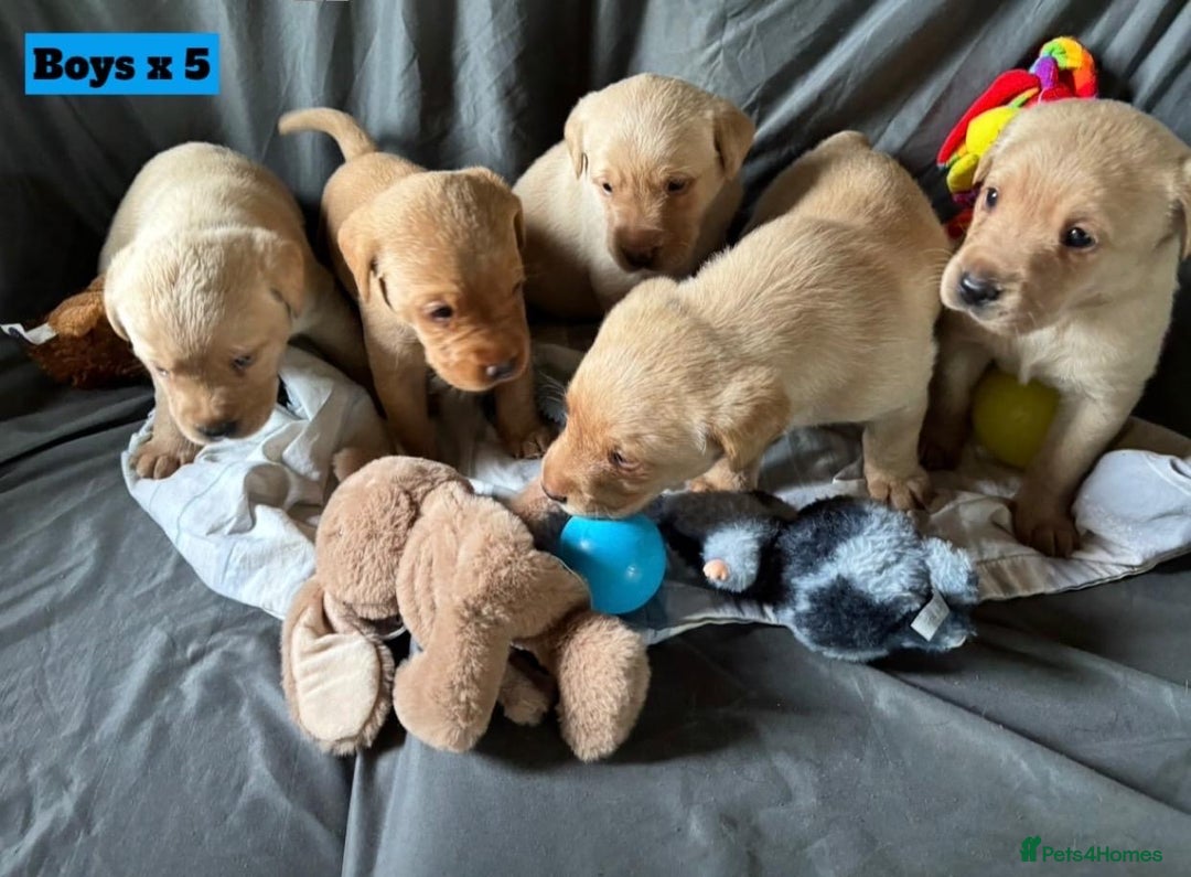 Labrador Retriever dogs for sale: 🐶 8 Gorgeous KC Labrador Puppy’s 🐶 - Image 23