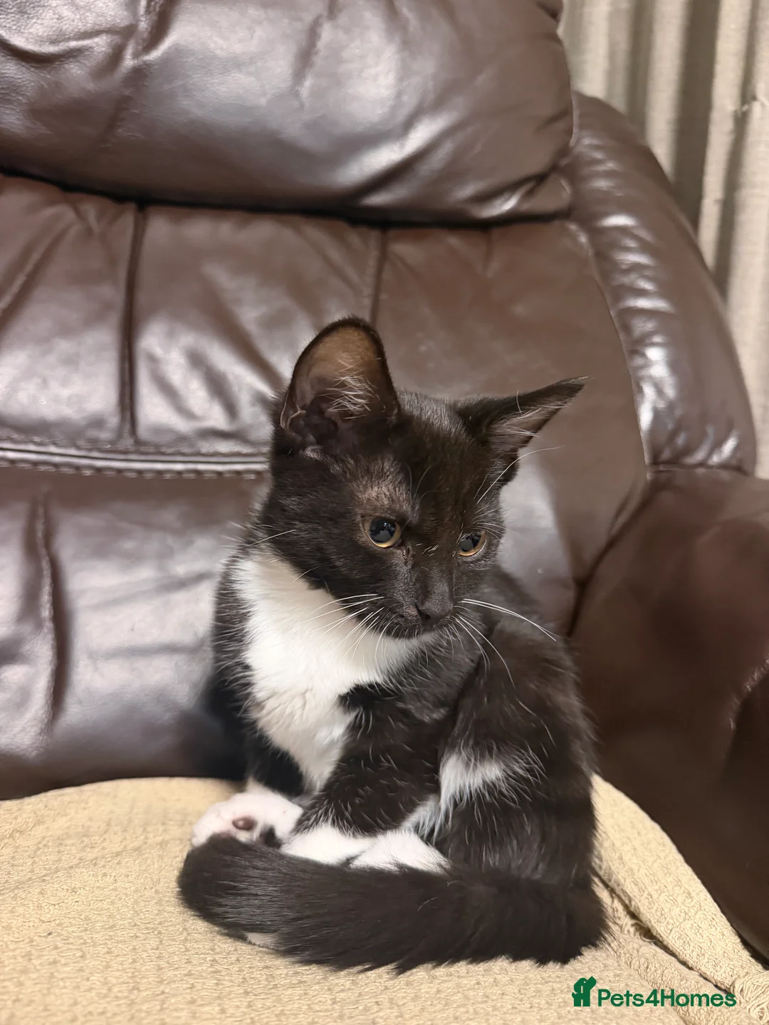 Mixed Breed cats for sale: British shorthair/maine coone  - Advert 2