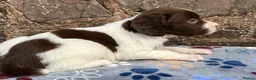 English Springer Spaniel dogs for sale: With an OFF SWITCH springers - Advert 13