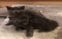British Shorthair cats for sale: Two Beautiful British Shorthair Boys - Image 10