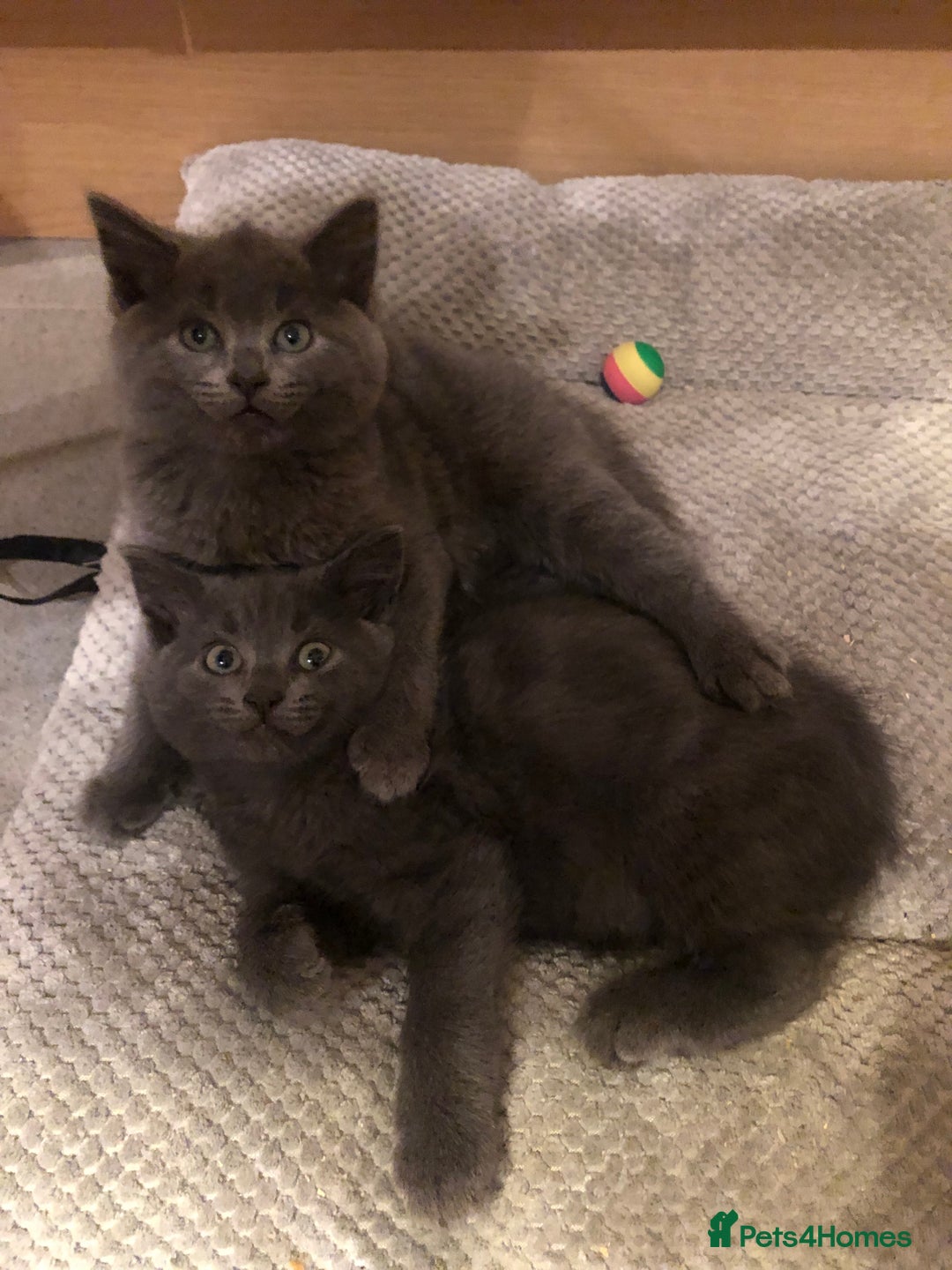 British Shorthair cats for sale: Two Beautiful British Shorthair Boys - Image 10