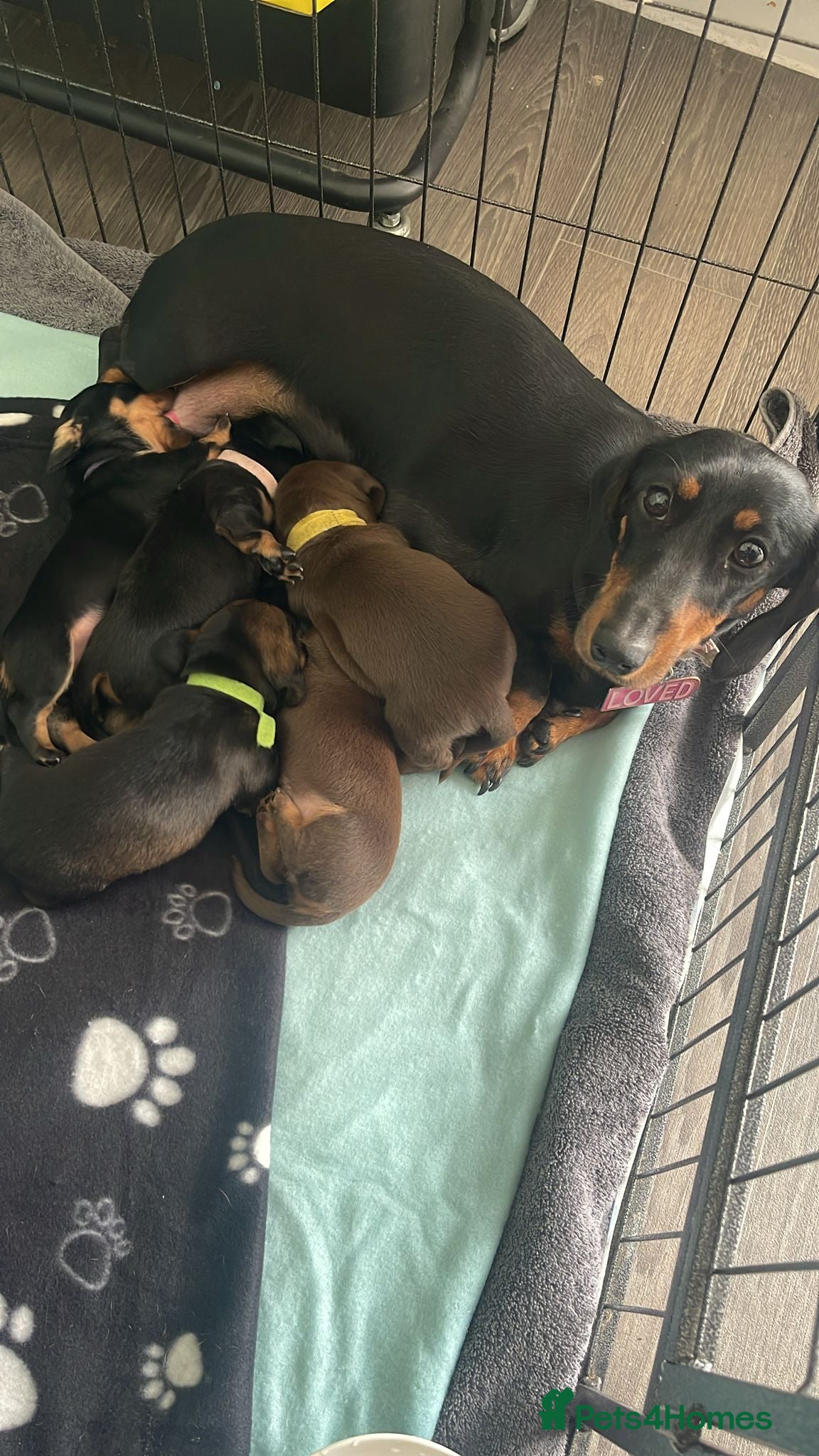 Dachshund dogs Adorable Dachshund puppies for sale - Advert 10