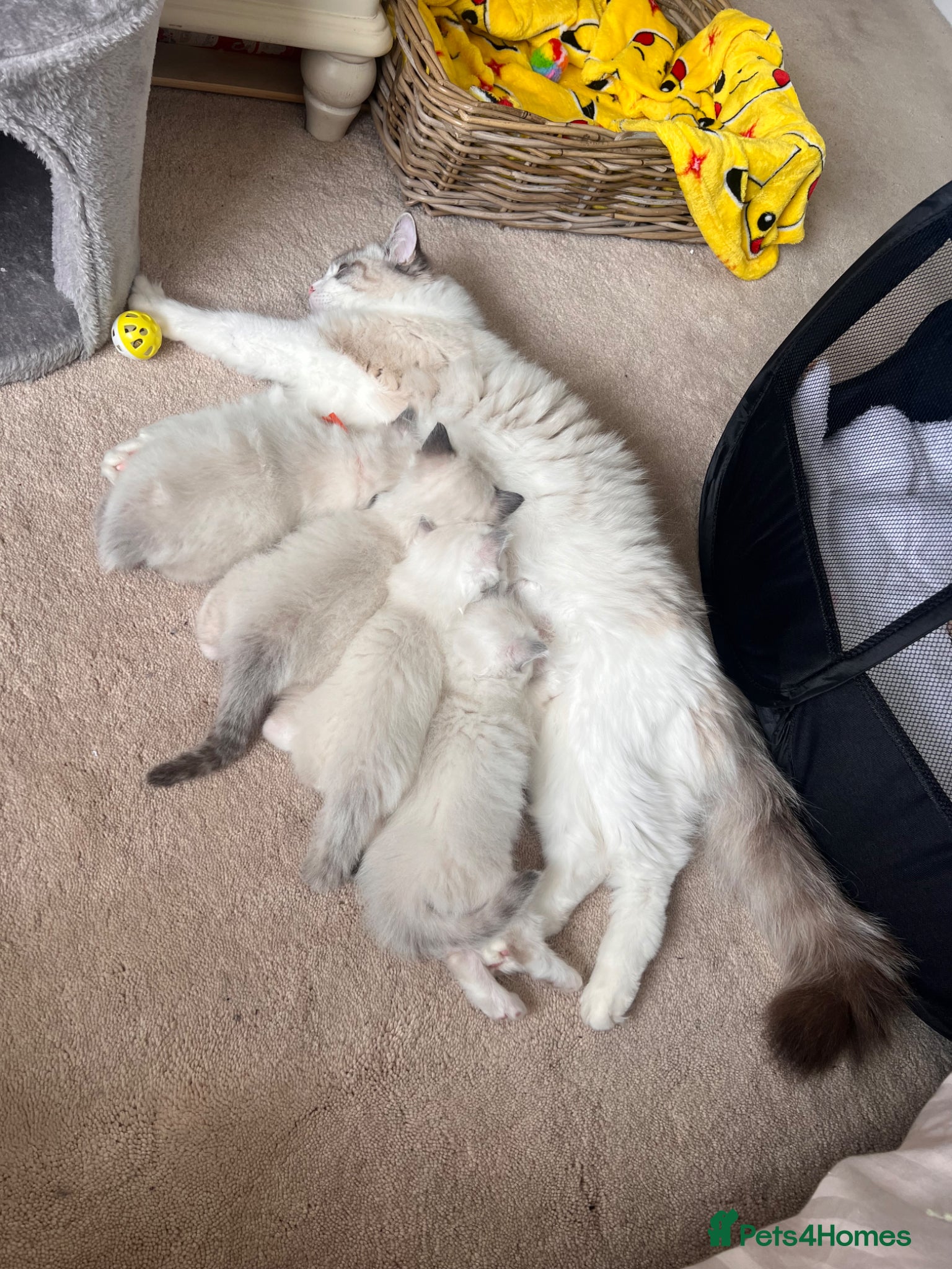 Ragdoll cats for sale: Ragdoll kittens in Menai Bridge - Advert 11
