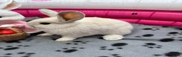 Mini Lop rabbits for sale: 🐰 Beautiful Mini Lop Baby Bunnies –Ready to go 🐰 - Advert 16