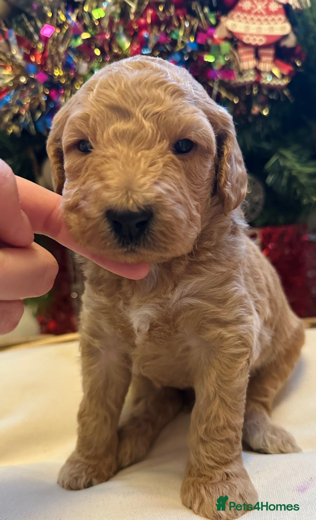 Mixed Breed dogs for sale: Australian double doodles  - Advert 21