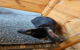 Mini Lop rabbits for sale: 6 baby's bunny's  - Image 5