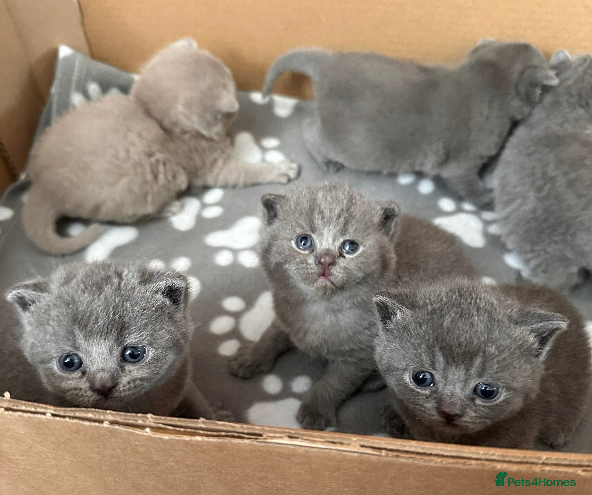 British Shorthair cats Beautiful British Shorthair Kittens–First Litter🐾 - Advert 2
