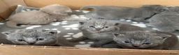 British Shorthair cats for sale: Beautiful British Shorthair Kittens–First Litter🐾 - Advert 1