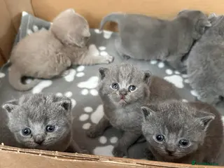 British Shorthair cats Beautiful British Shorthair Kittens–First Litter🐾 - Advert 1