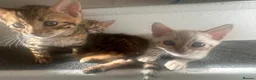 Bengal cats for sale: 3 pure bengals boys available  - Advert 16