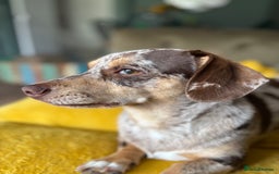 Chiweenie dogs for sale: Hugo Rehome  - Image 3