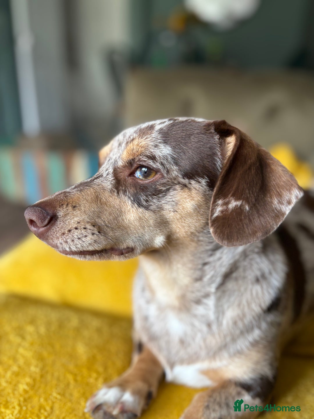 Chiweenie dogs for sale: Hugo Rehome  - Image 3
