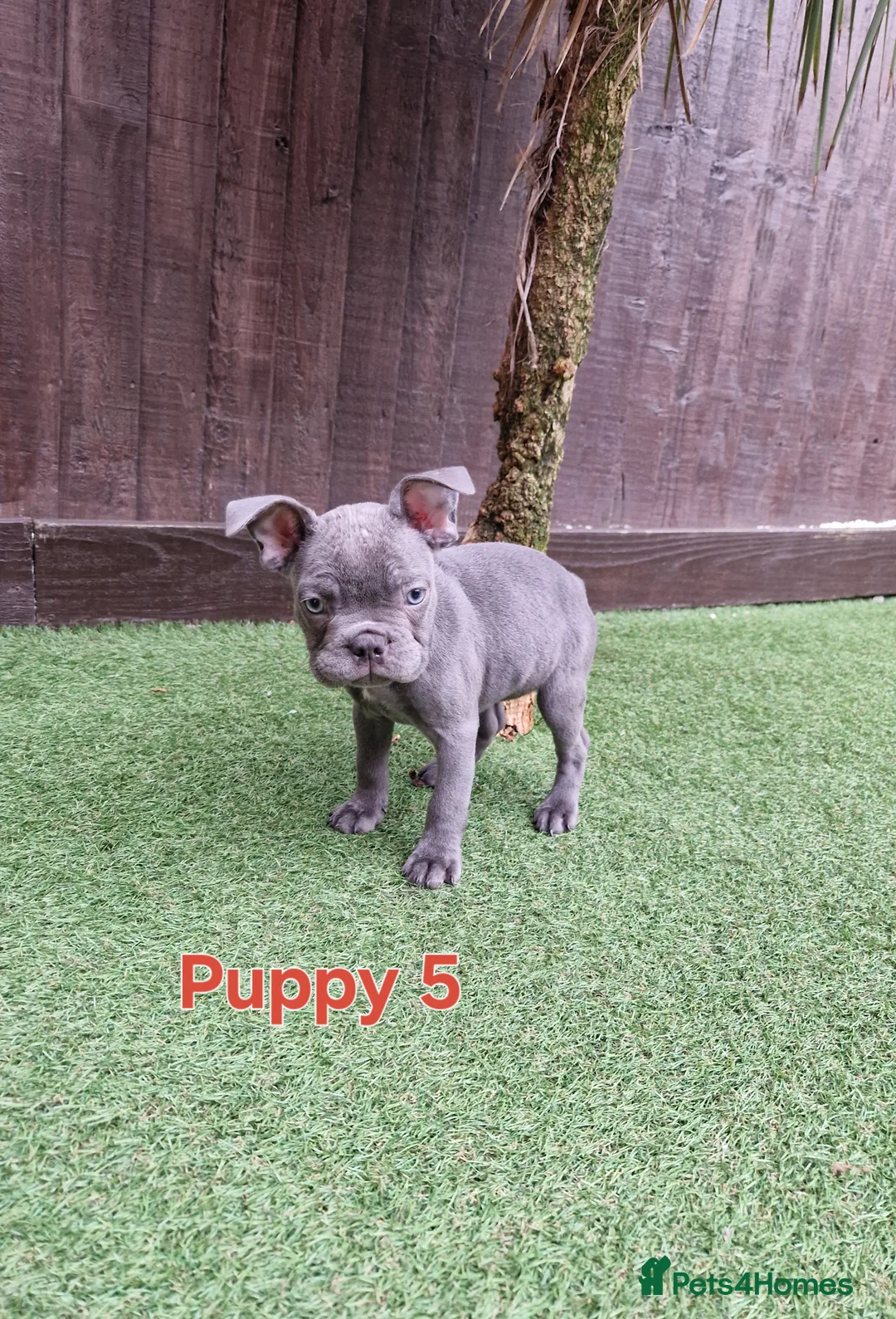 French Bulldog dogs for sale: Puppies  - Advert 4